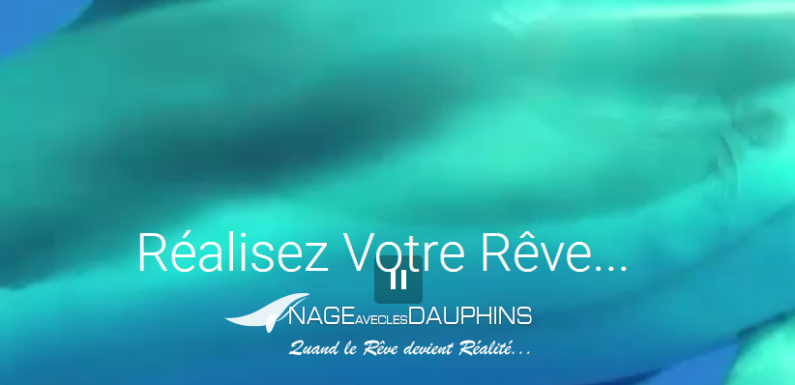 Nager avec des dauphins au départ de la Côte d’Azur… !