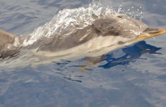 Depuis Mandelieu on peut aller nager avec de vrais dauphins en pleine mer !