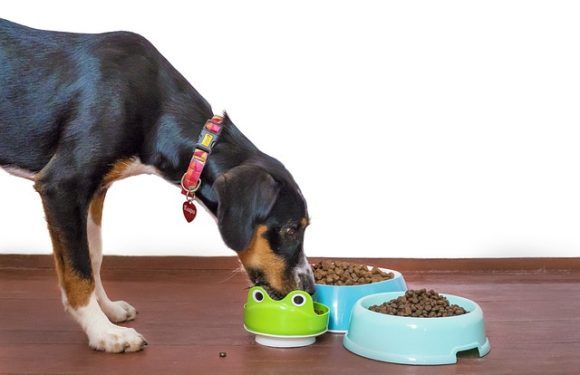 Quels sont les meilleurs aliments pour favoriser la longévité de votre chien ?